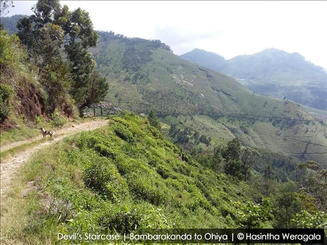 Photo of The Scenic hike of Devil's staircase from Bambarakanda to Ohiya | Well Known Places 2/3 by Pushpitha Wijesinghe