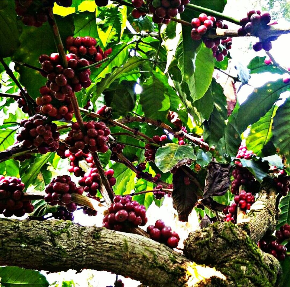 Photo of Coorg, The Mountains Are Calling. 5/15 by Riya