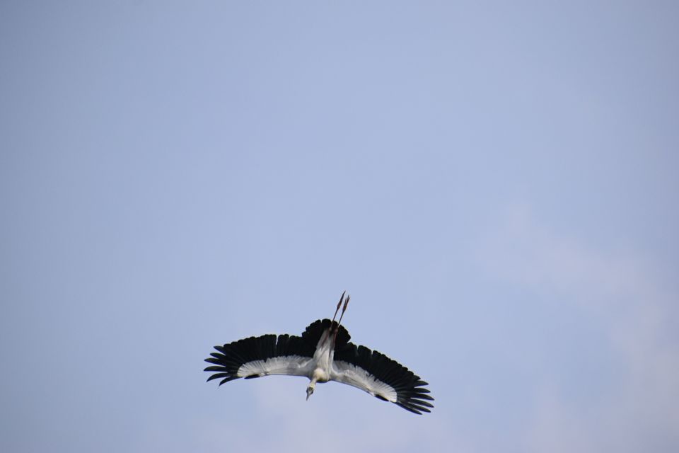 Photo of Vedanthangal, Tamil Nadu, India by Niranjan Rajavel