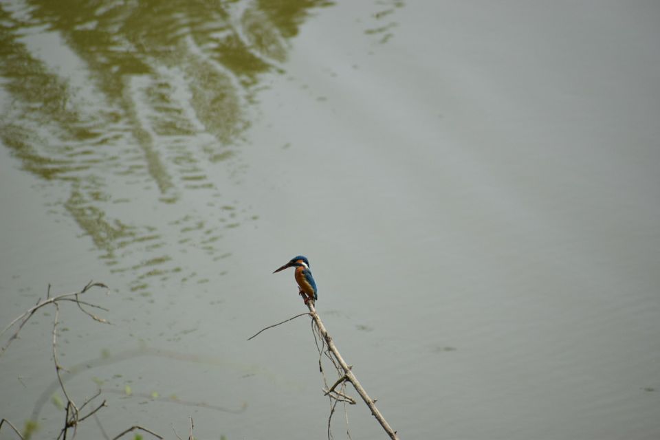 Photo of Vedanthangal, Tamil Nadu, India by Niranjan Rajavel