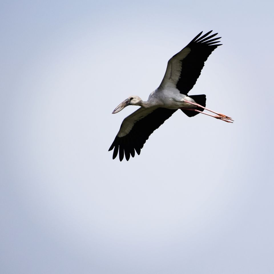 Photo of Vedanthangal, Tamil Nadu, India by Niranjan Rajavel