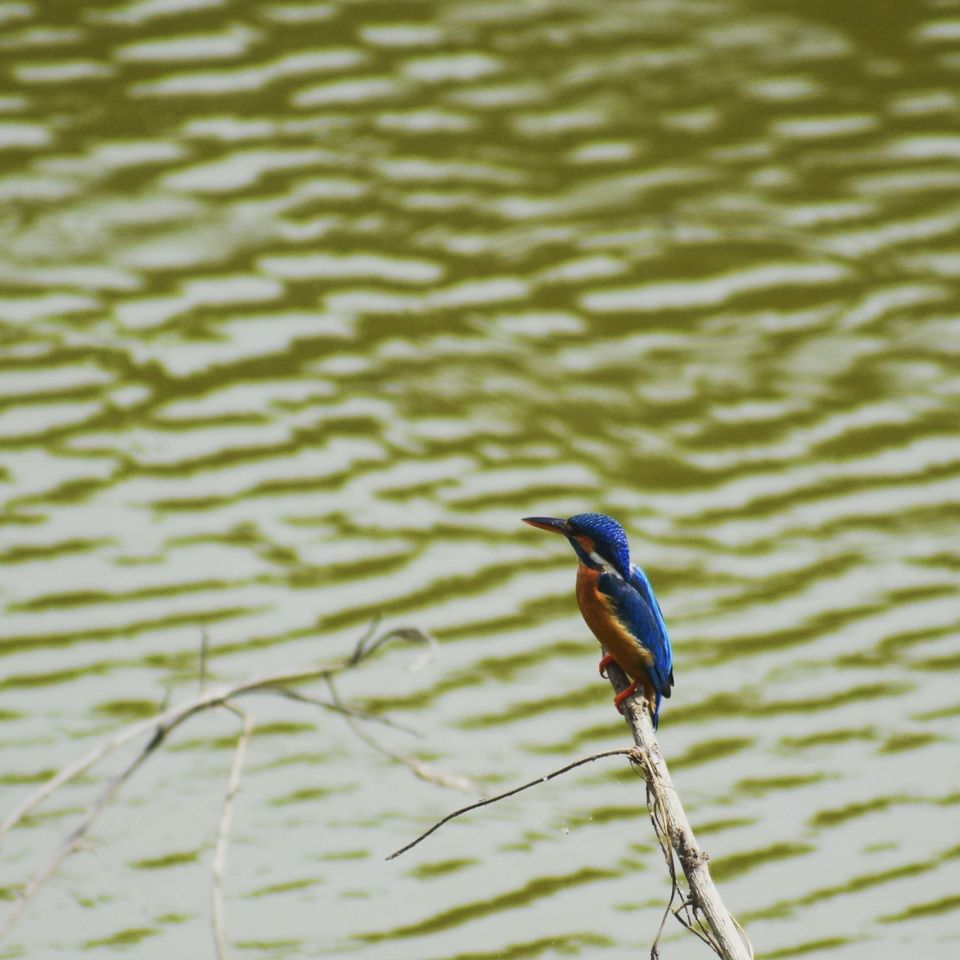 Photo of Vedanthangal, Tamil Nadu, India by Niranjan Rajavel