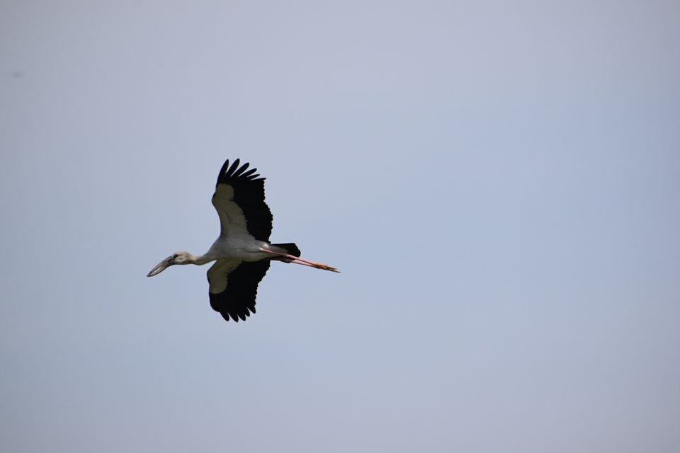 Photo of Vedanthangal, Tamil Nadu, India by Niranjan Rajavel
