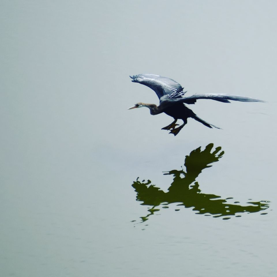 Photo of Vedanthangal, Tamil Nadu, India by Niranjan Rajavel