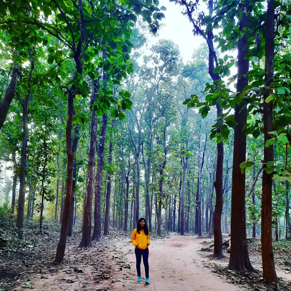 Photo of SoME TaLks with The TREEs #Besttripever by IndiantravelgiRL