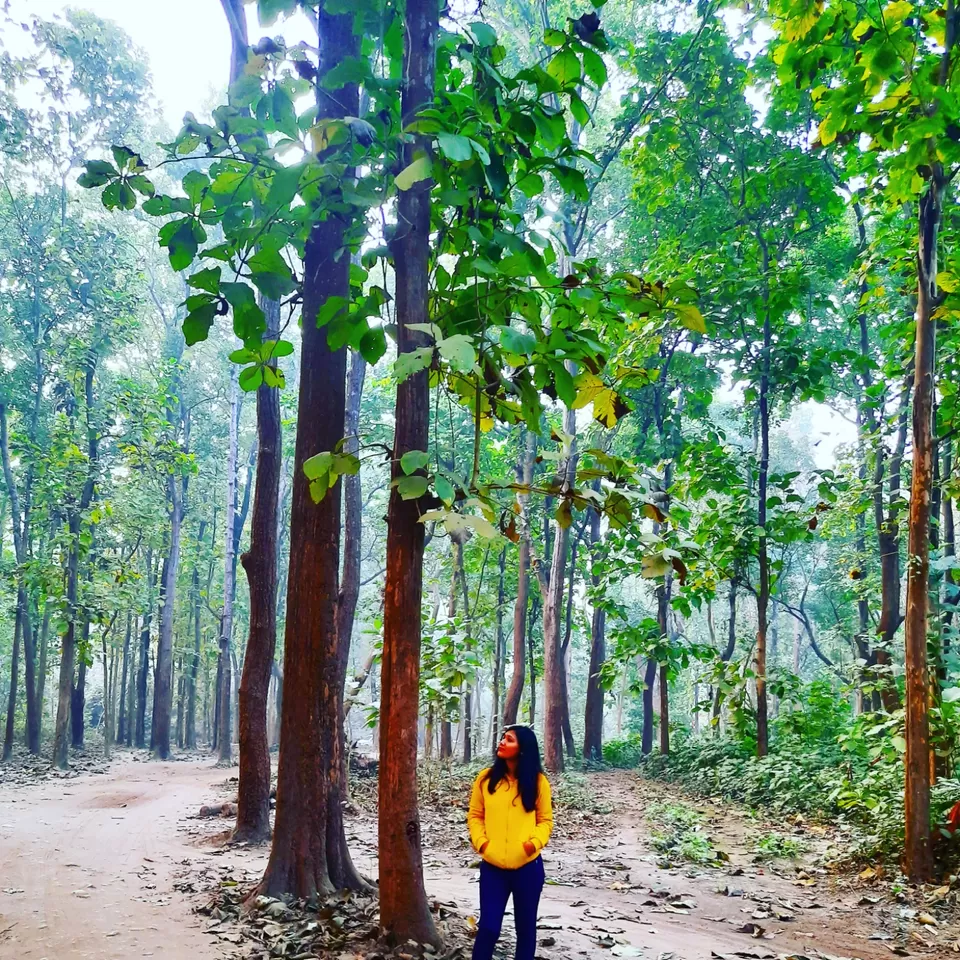 Photo of SoME TaLks with The TREEs #Besttripever by IndiantravelgiRL