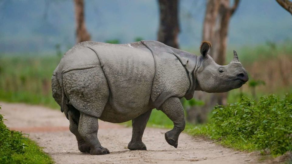 Photo of Explore the best Assam tourist places 7/12 by Nature Hunt Tours