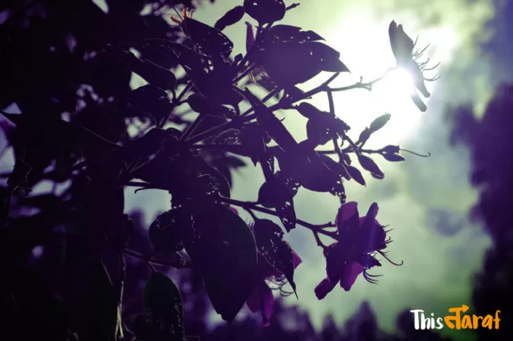 Photo of Tinchuley, Kashone Khasmahal, West Bengal, India by Priyam Agarwal