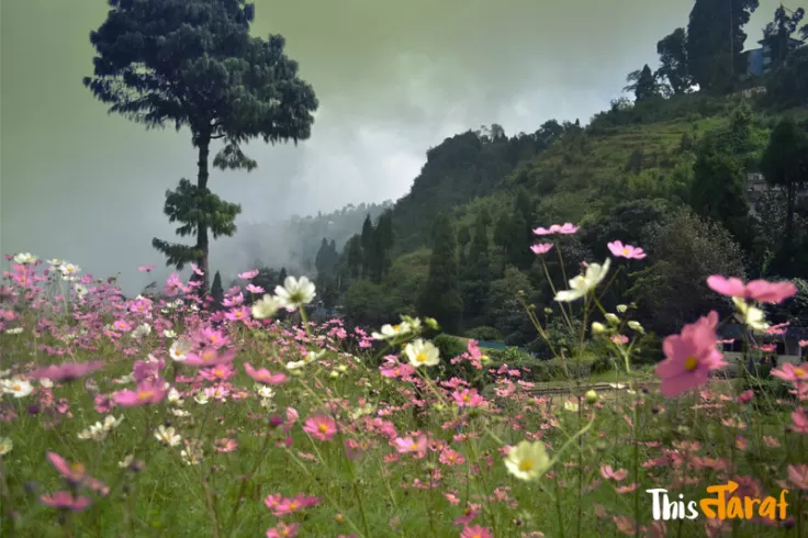 Photo of Tinchuley, Kashone Khasmahal, West Bengal, India by Priyam Agarwal