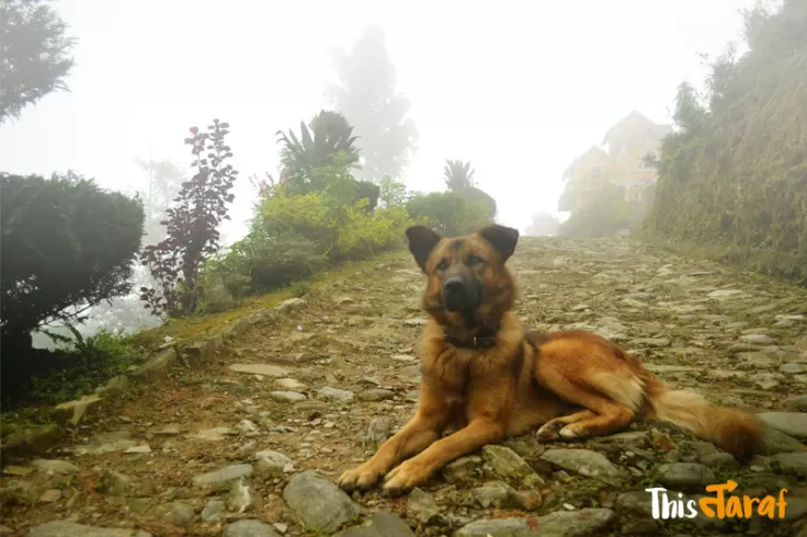 Photo of Tinchuley, Kashone Khasmahal, West Bengal, India by Priyam Agarwal