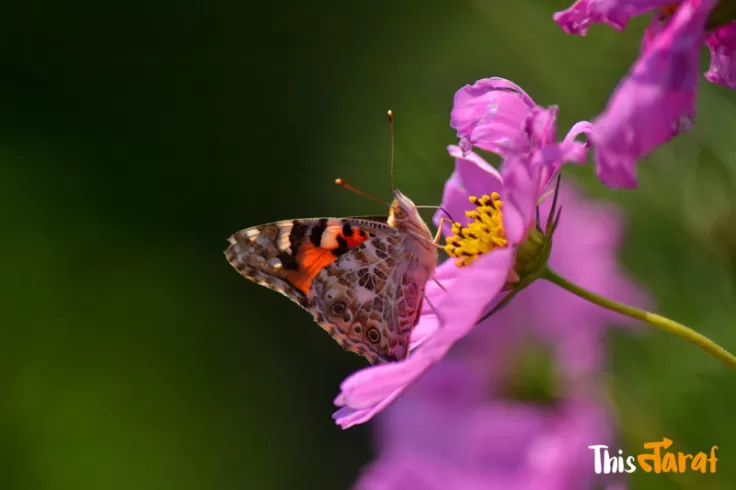Photo of Tinchuley, Kashone Khasmahal, West Bengal, India by Priyam Agarwal