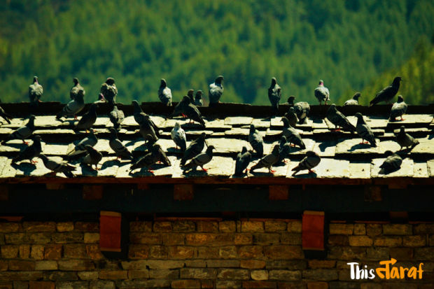 Photo of We love this happy country (And you should, too!)- Bhutan by Priyam Agarwal