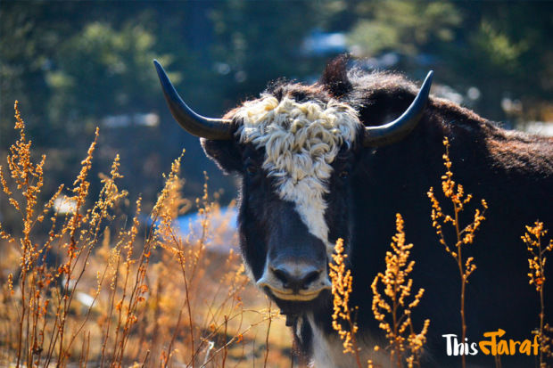 Photo of We love this happy country (And you should, too!)- Bhutan by Priyam Agarwal