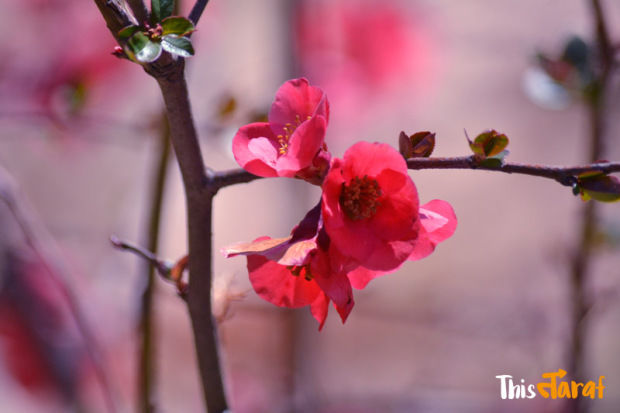 Photo of We love this happy country (And you should, too!)- Bhutan by Priyam Agarwal