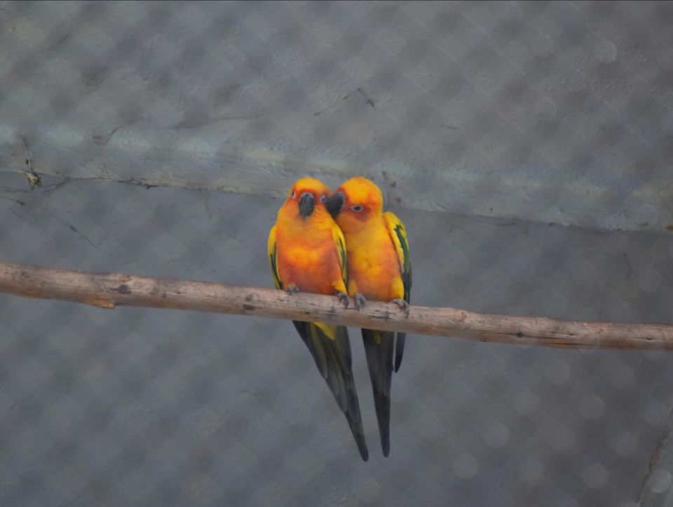 Photo of Sri Chamarajendra Zoological Gardens, Ittige Gudu, Mysuru, Karnataka, India by Guru Gayatri