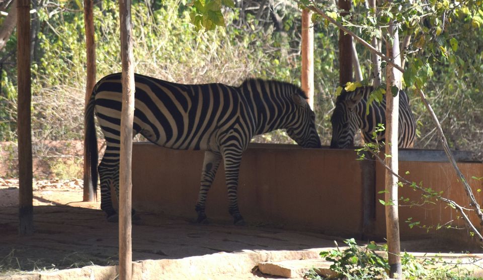 Photo of Sri Chamarajendra Zoological Gardens, Ittige Gudu, Mysuru, Karnataka, India by Guru Gayatri