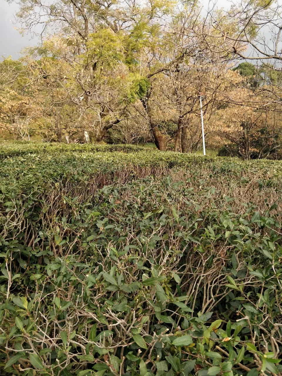 Photo of Tea Garden, Upmuhal, Dharamshala, Himachal Pradesh, India by Shashank Kharat