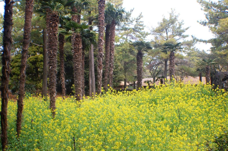 Photo of Winter Jeju Island & Seoul, South Korea FraMen Travels 98/136 by Fran Sendiong-Dacono