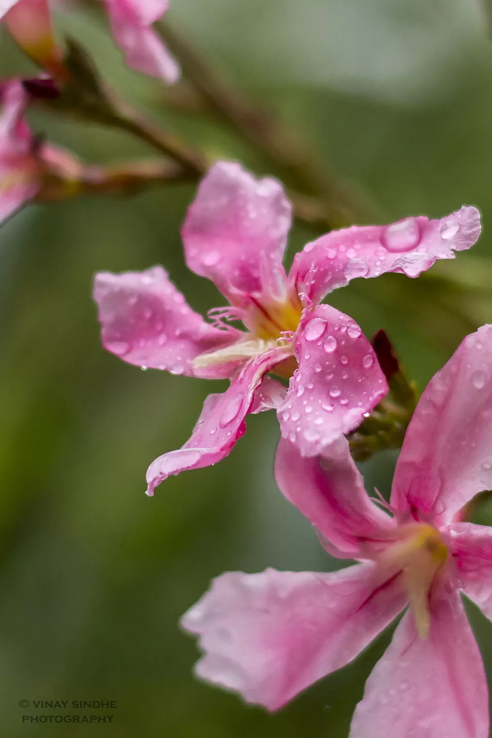 Photo of Oak Valley Resort, Kukkal, Tamil Nadu, India by vinay sindhe