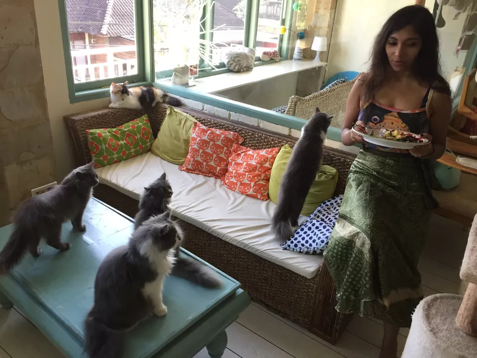 Photo of Cat Cafe Ubud, Ubud, Gianyar, Bali, Indonesia by Shreya WanderLove