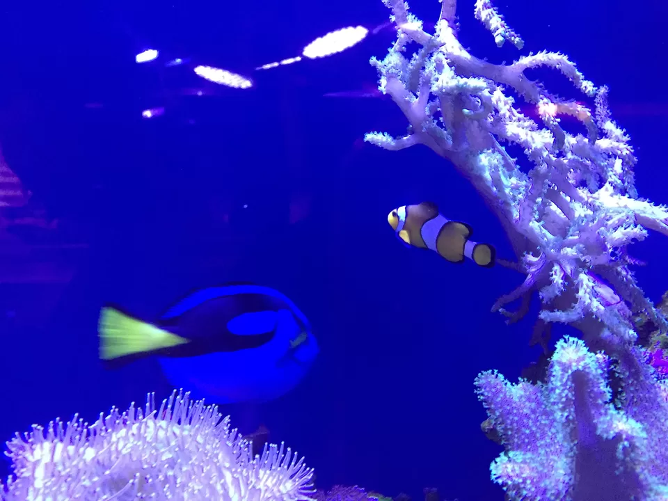 Photo of Mall of the Emirates - Dubai - United Arab Emirates by Shreya WanderLove