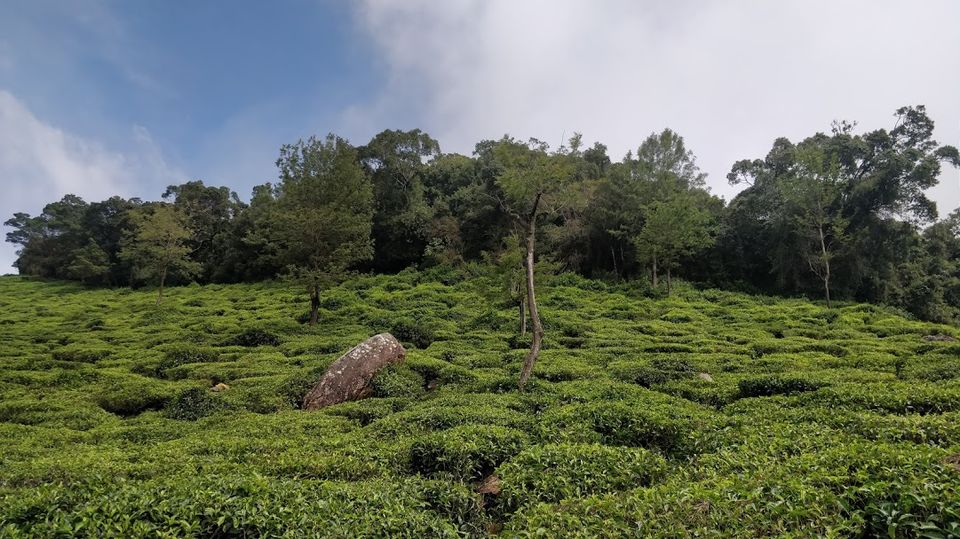 Photo of Coonoor Tea Estate, Coonoor, Tamil Nadu, India by Fahmida Hassan