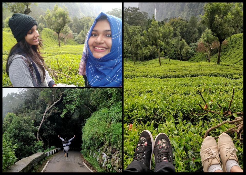 Photo of Tea nest, Gray's Hill, Coonoor, Tamil Nadu, India by Fahmida Hassan
