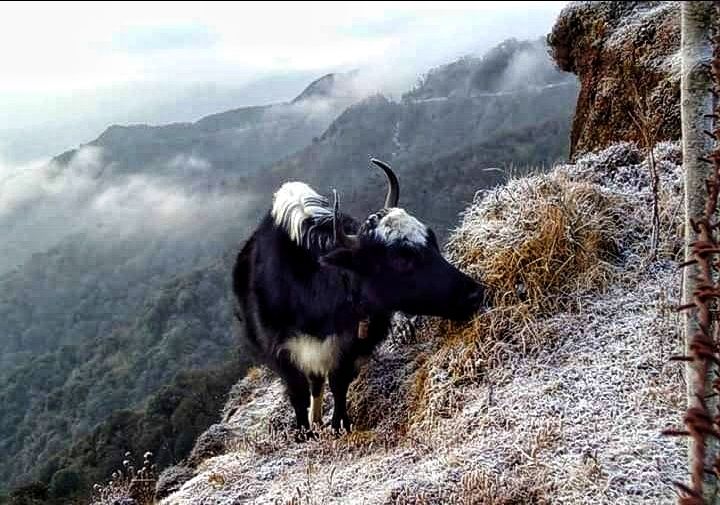 Photo of Sandakphu winter trek by Minakshi Roy