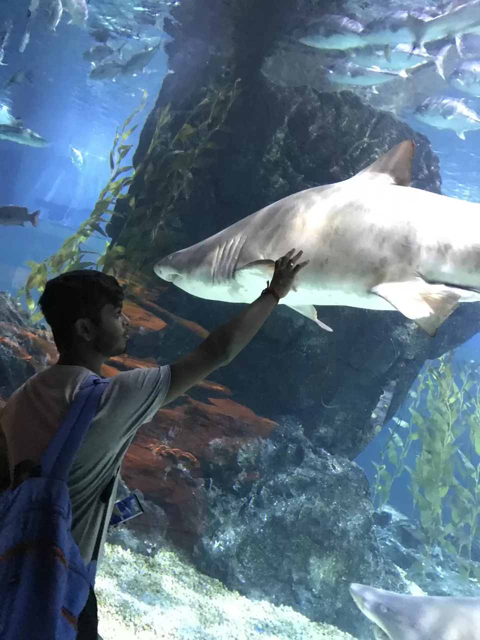 Photo of SEA LIFE Bangkok Ocean World, Pathum Wan, Bangkok, Thailand by SARAVANAN KRISHNAN