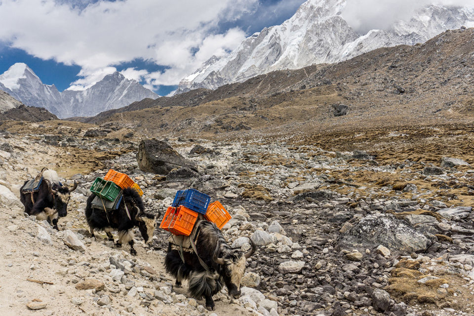 Photo of Jiri to Everest Base Camp Trek by Peregrine Treks