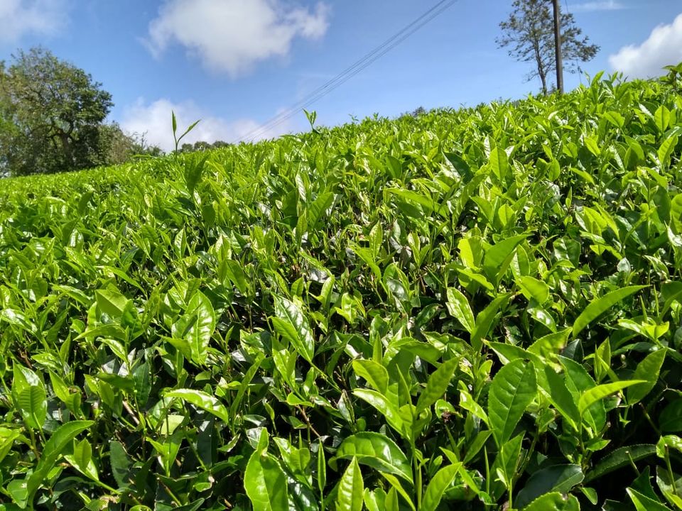 Photo of One day Trip to Vagamon by Shivanshi Sharma