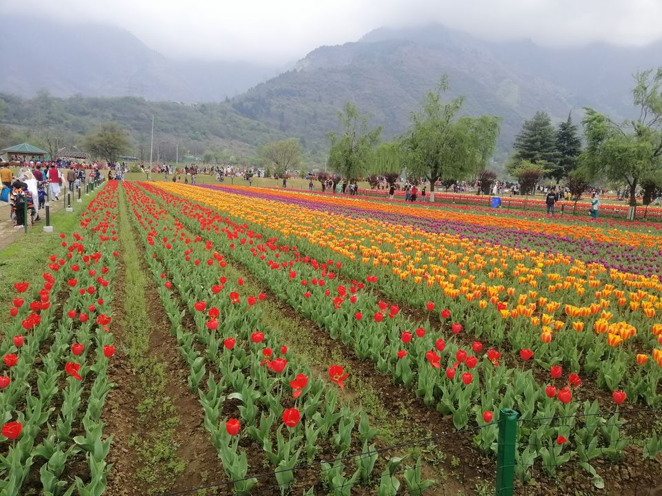 Photo of Tulip Garden, Anchar, Srinagar by Prabhakar Borade