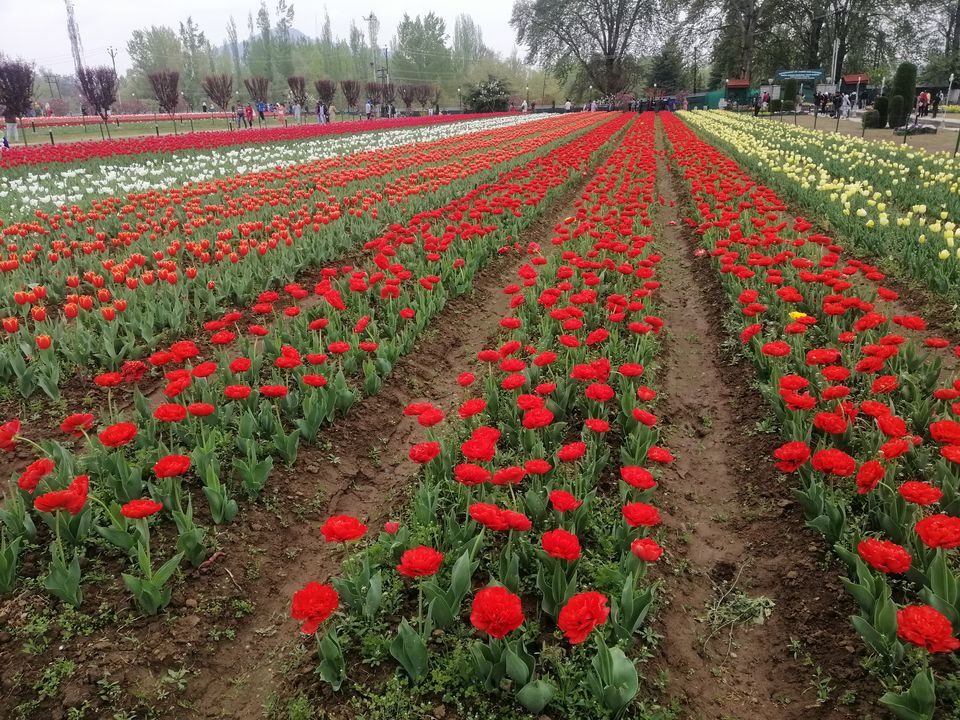 Photo of Tulip Garden, Anchar, Srinagar by Prabhakar Borade