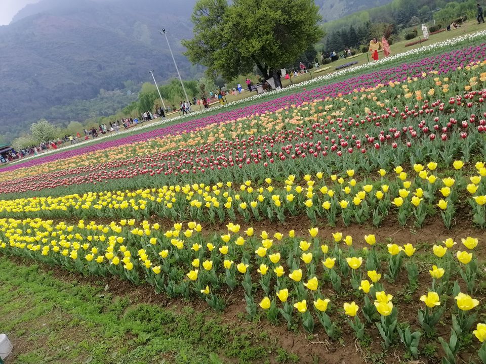 Photo of Tulip Garden, Anchar, Srinagar by Prabhakar Borade