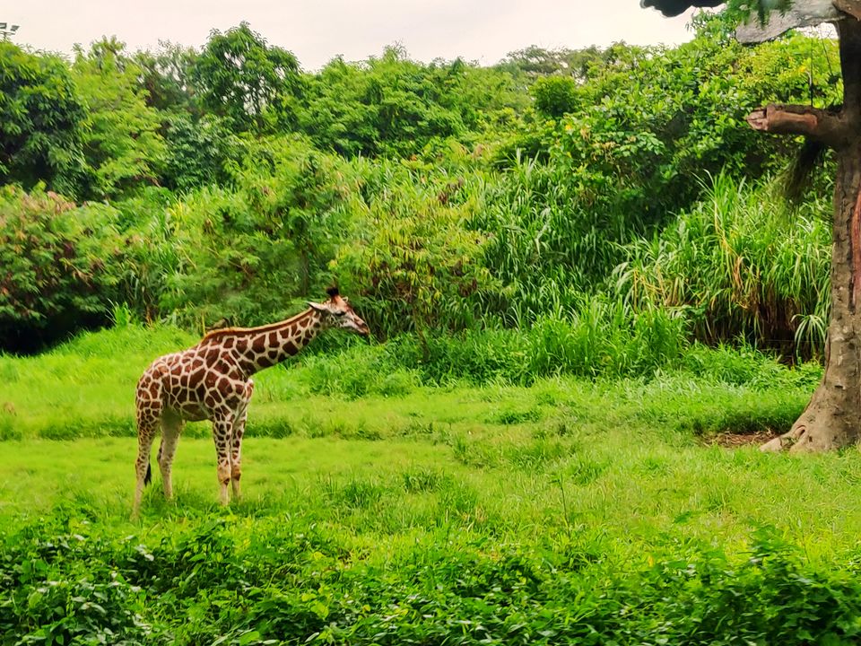Photo of Mara River Safari Lodge, Serongga, Gianyar, Bali, Indonesia by Barbie Goyal