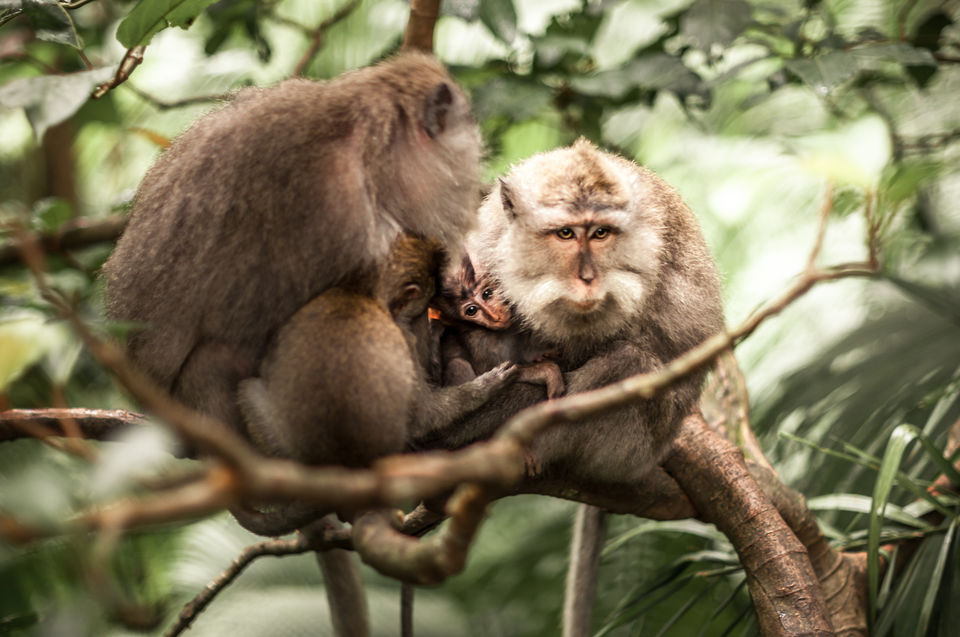 Photo of Sacred Monkey Forest Sanctuary, Jalan Monkey Forest, Ubud, Gianyar, Bali, Indonesia by Barbie Goyal