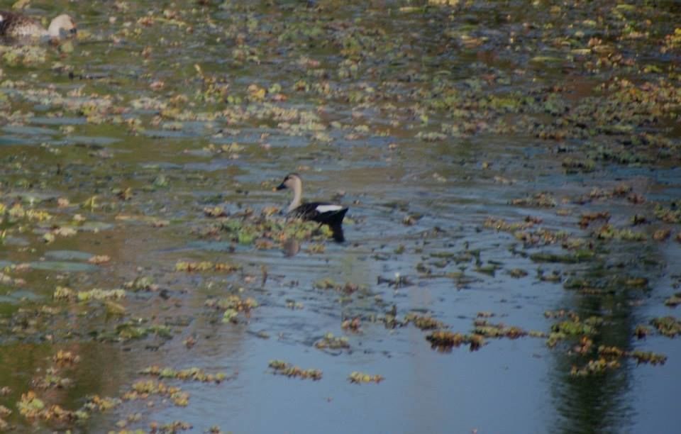Photo of Wilderness,Allurvayal, Thorpally Mudumalai by Harita Vinnakota