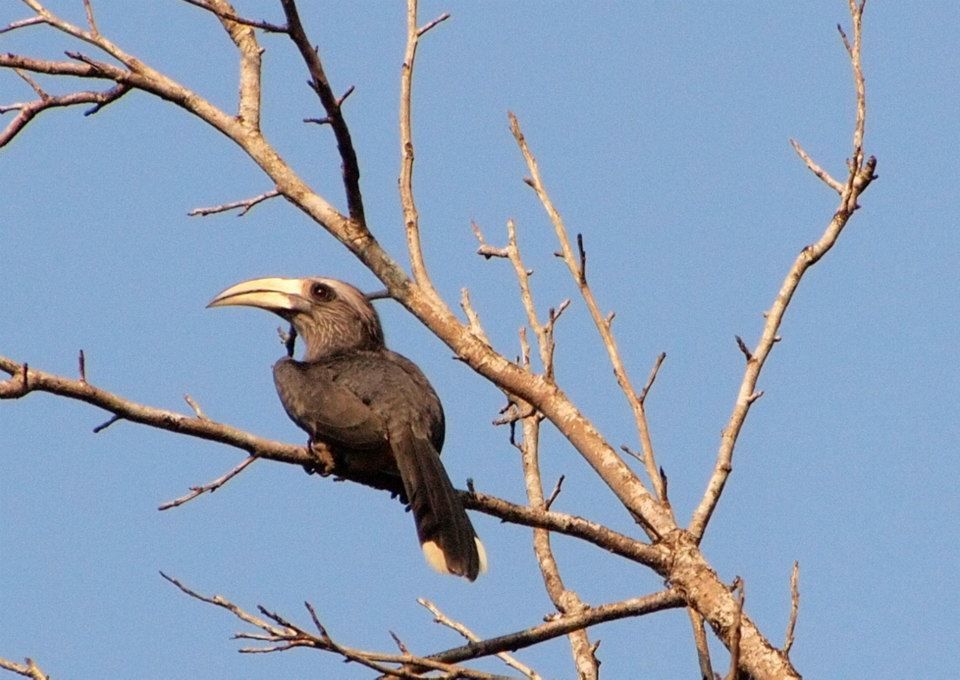 Photo of Karnataka Jungle crawl - 1000 km Road Trip 21/23 by Harita Vinnakota