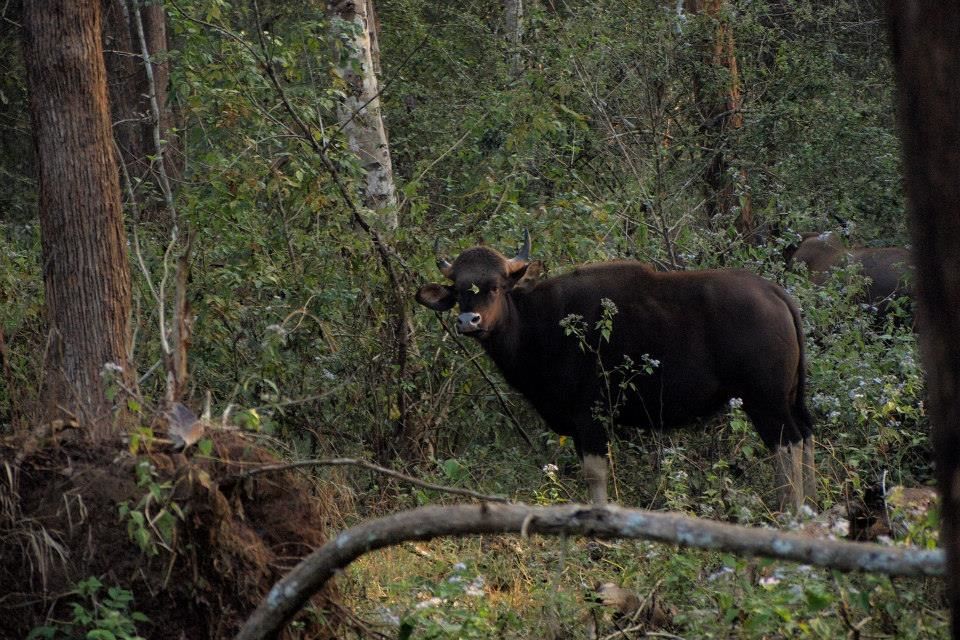 Photo of Karnataka Jungle crawl - 1000 km Road Trip 16/23 by Harita Vinnakota
