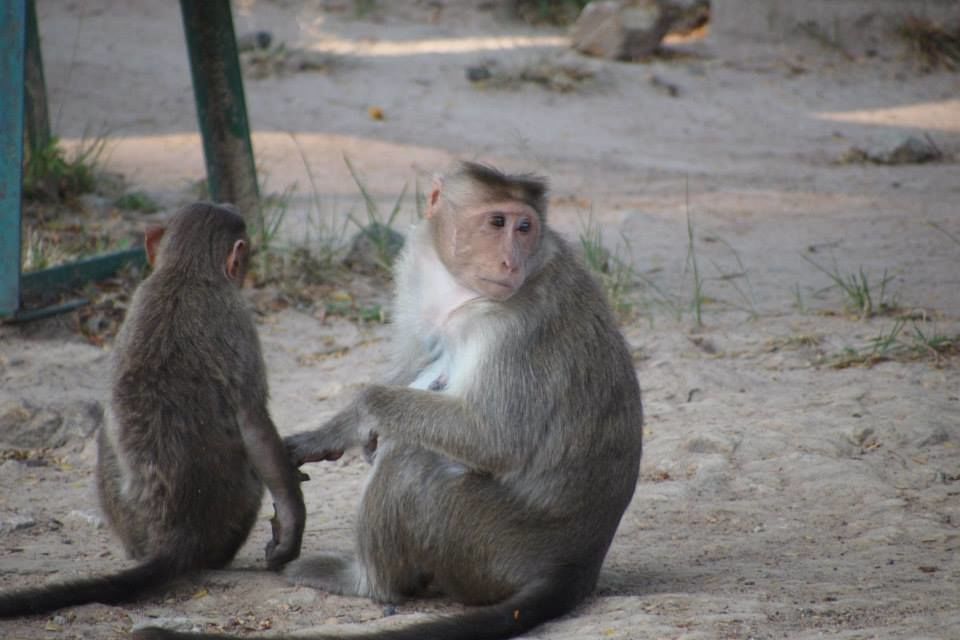 Photo of Karnataka Jungle crawl - 1000 km Road Trip 7/23 by Harita Vinnakota