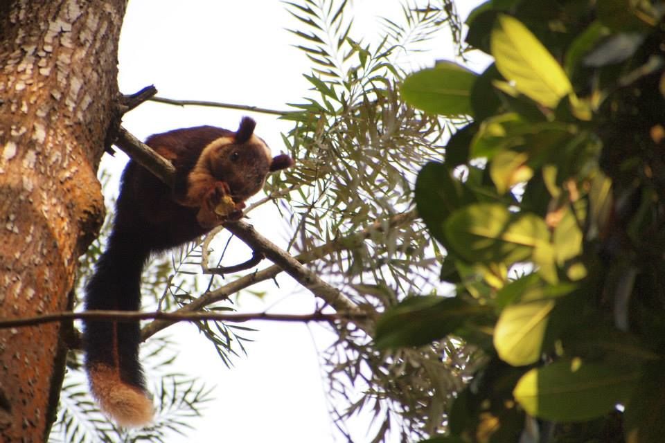 Photo of Karnataka Jungle crawl - 1000 km Road Trip 11/23 by Harita Vinnakota