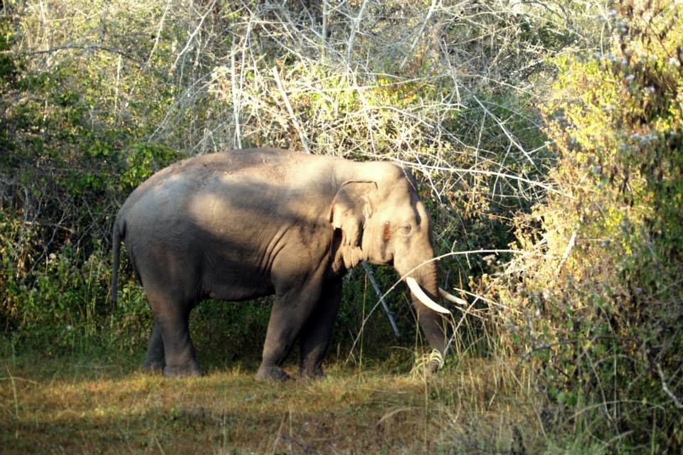 Photo of Karnataka Jungle crawl - 1000 km Road Trip 2/23 by Harita Vinnakota