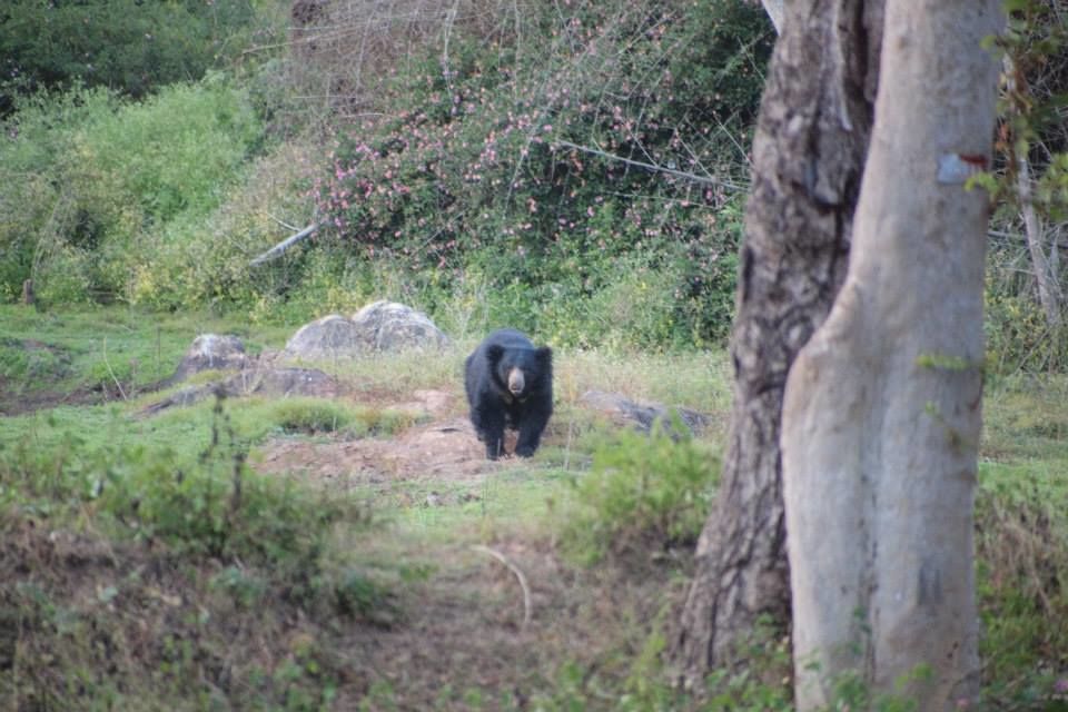 Photo of Karnataka Jungle crawl - 1000 km Road Trip 10/23 by Harita Vinnakota