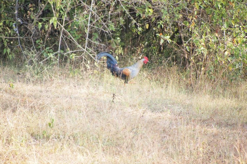 Photo of Karnataka Jungle crawl - 1000 km Road Trip 5/23 by Harita Vinnakota
