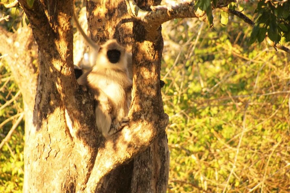 Photo of Karnataka Jungle crawl - 1000 km Road Trip 9/23 by Harita Vinnakota