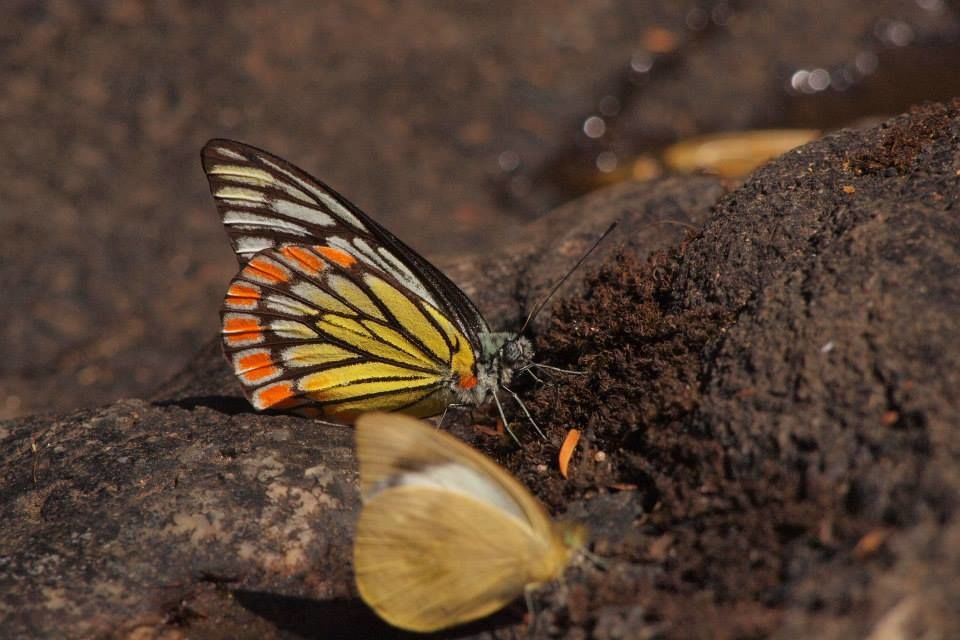 Photo of Karnataka Jungle crawl - 1000 km Road Trip 14/23 by Harita Vinnakota