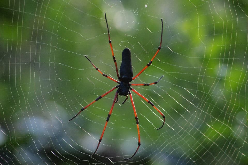 Photo of Karnataka Jungle crawl - 1000 km Road Trip 13/23 by Harita Vinnakota