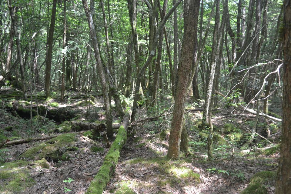 Photo of Fujikawaguchiko, Yamanashi Prefecture, Japan by Siddhesh Wani