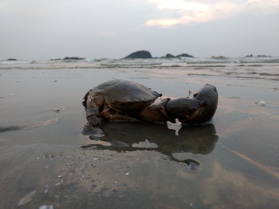 Photo of Muzhappilangad Drive in Beach, Muzhappilangad, Kerala, India by Sree Harsha