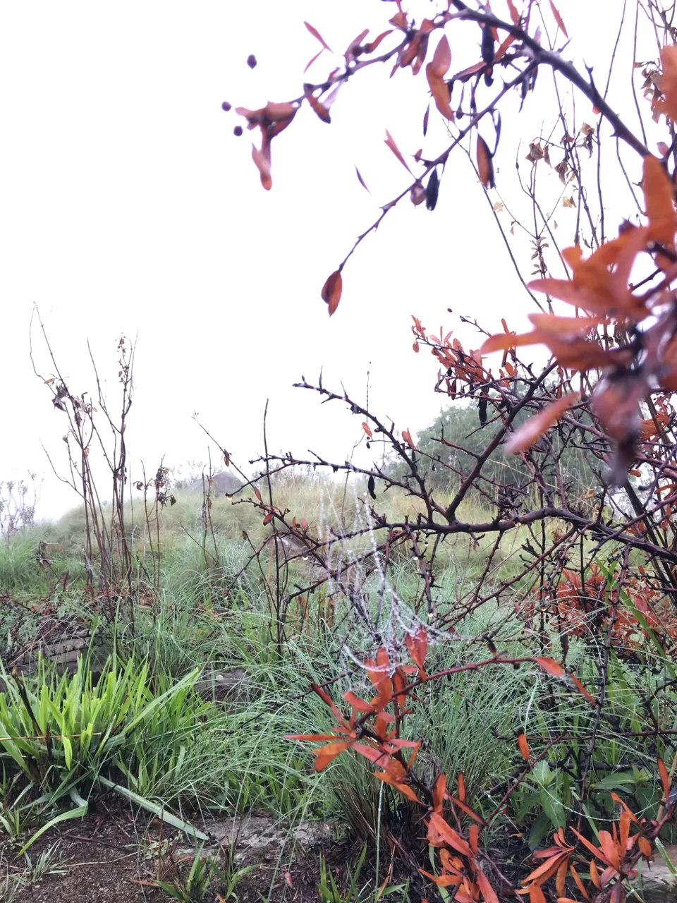 Photo of Exploring Dhampur (UP) and Almora( UK) by Urgan spaldon